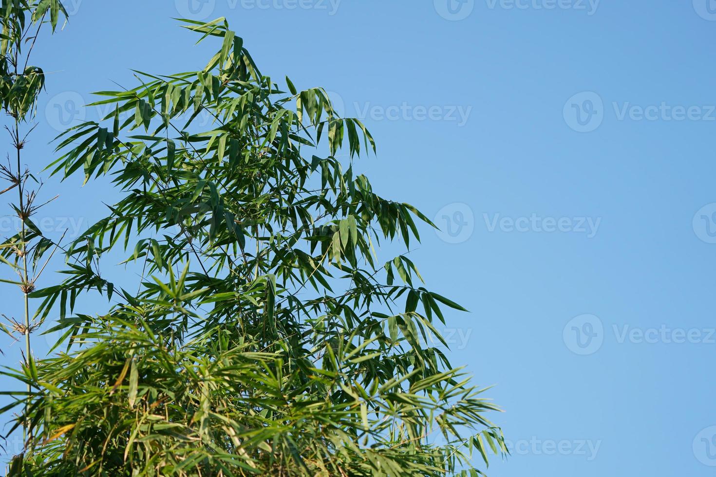 bambu siluett mönster och skuggning, solsken genom från bambu blad till marken. foto