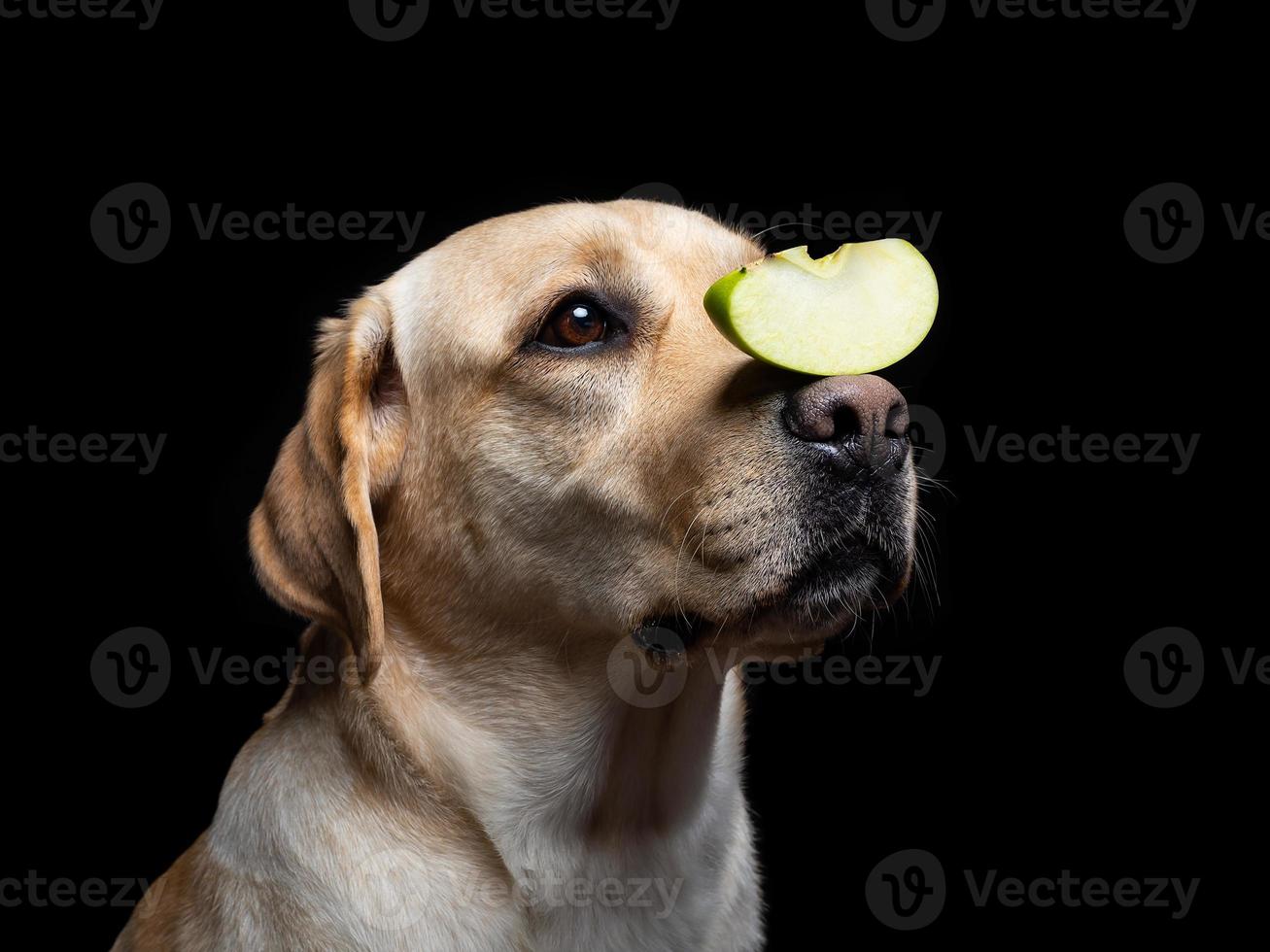 porträtt av en labrador retrieverhund med en äppelskiva på nosen. foto