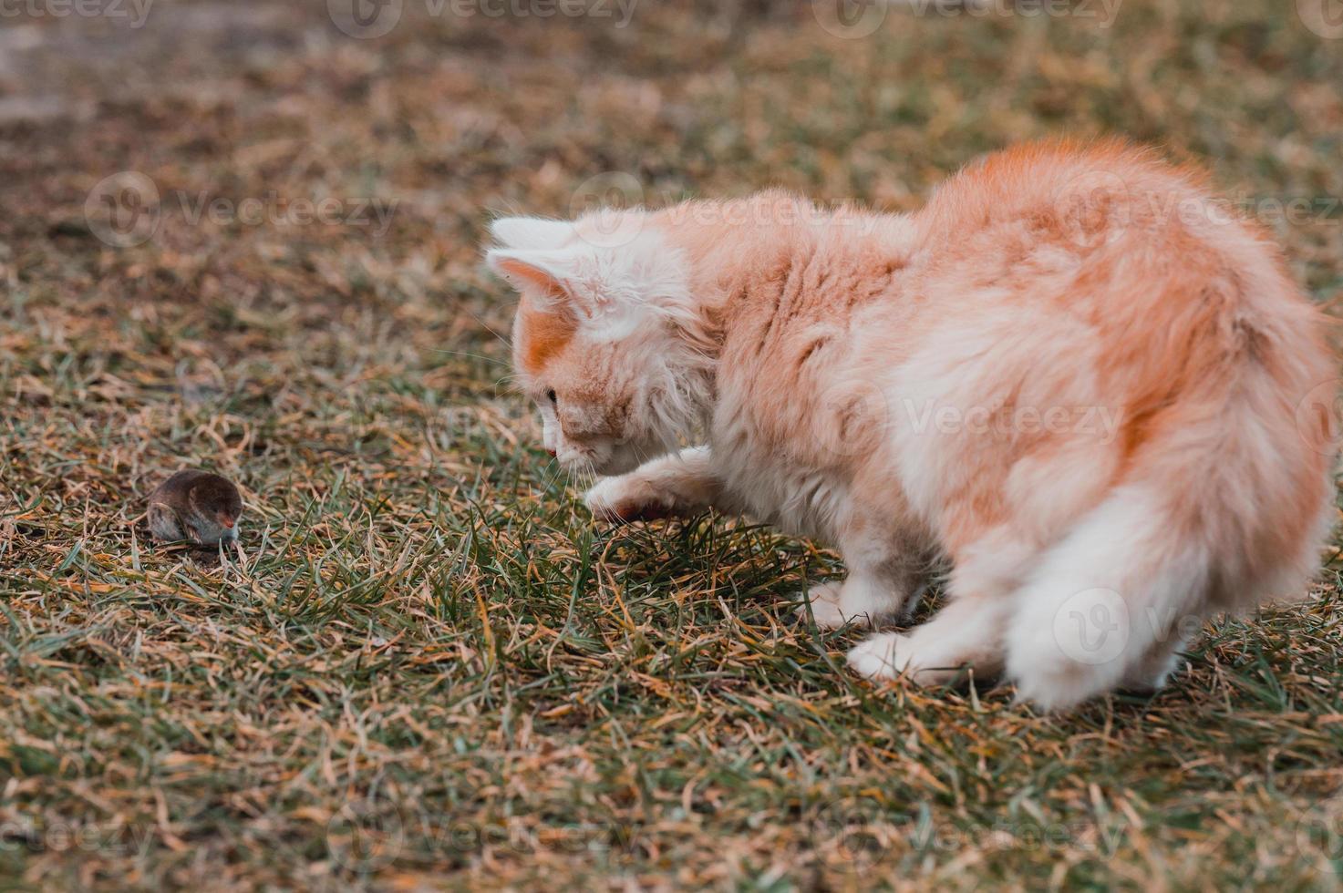 en röd katt leker med sitt byte, kattmat, mullvad och katt. foto