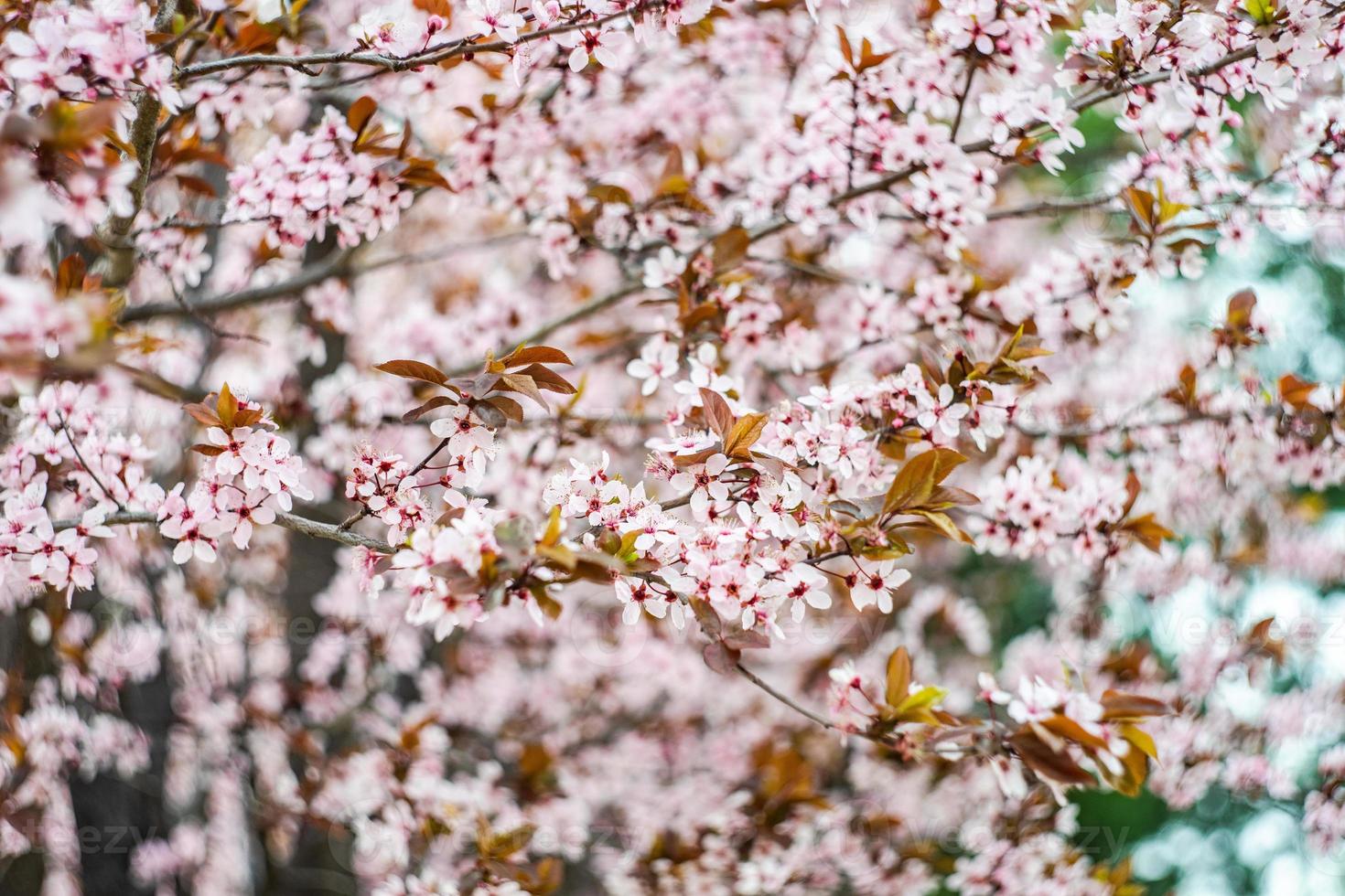 körsbärsträd som blommar i trädgården foto