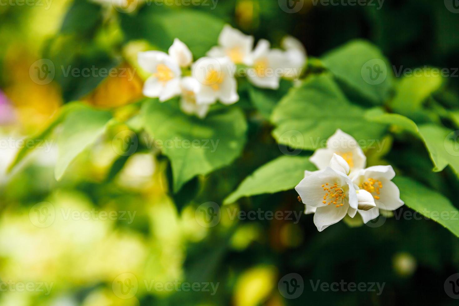 vackra vita jasminblommor på våren. bakgrund med blommande jasminbuske. inspirerande naturlig blommig vårblommande trädgård eller park. blomkonstdesign. aromaterapi koncept. foto