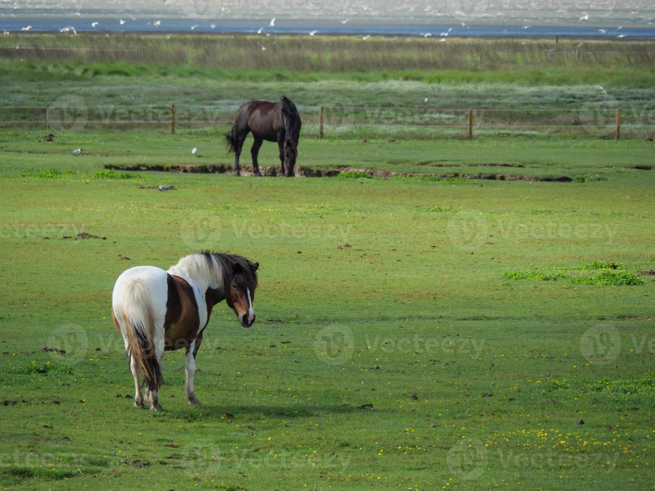 baltrum island i tyskland foto