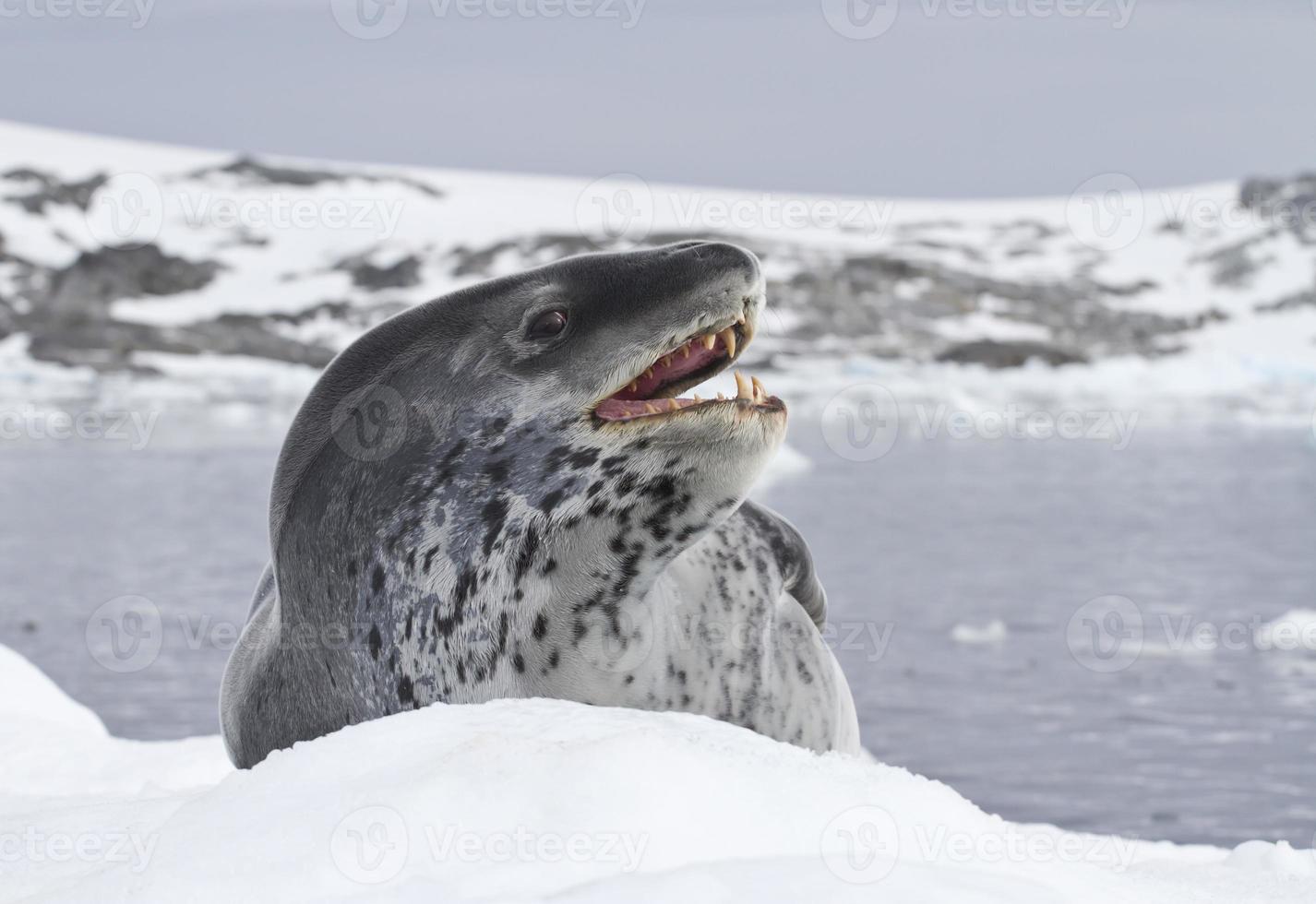 leopardtätning som ligger på en isflak foto