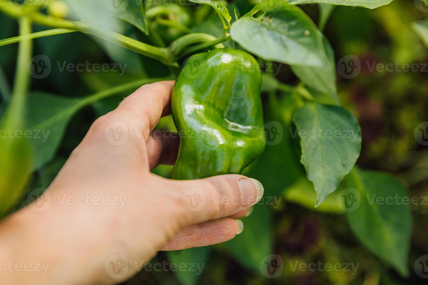 trädgårdsskötsel och jordbruk koncept. kvinnlig lantarbetare hand skörd grön färsk mogen ekologisk paprika i trädgården. vegansk vegetarisk hemodlad matproduktion. kvinna som plockar paprikapeppar. foto