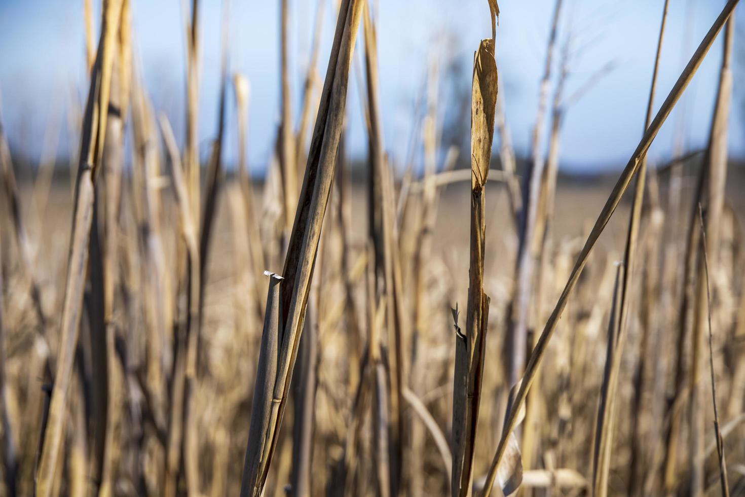 grässtjälkar mitt på ett fält foto
