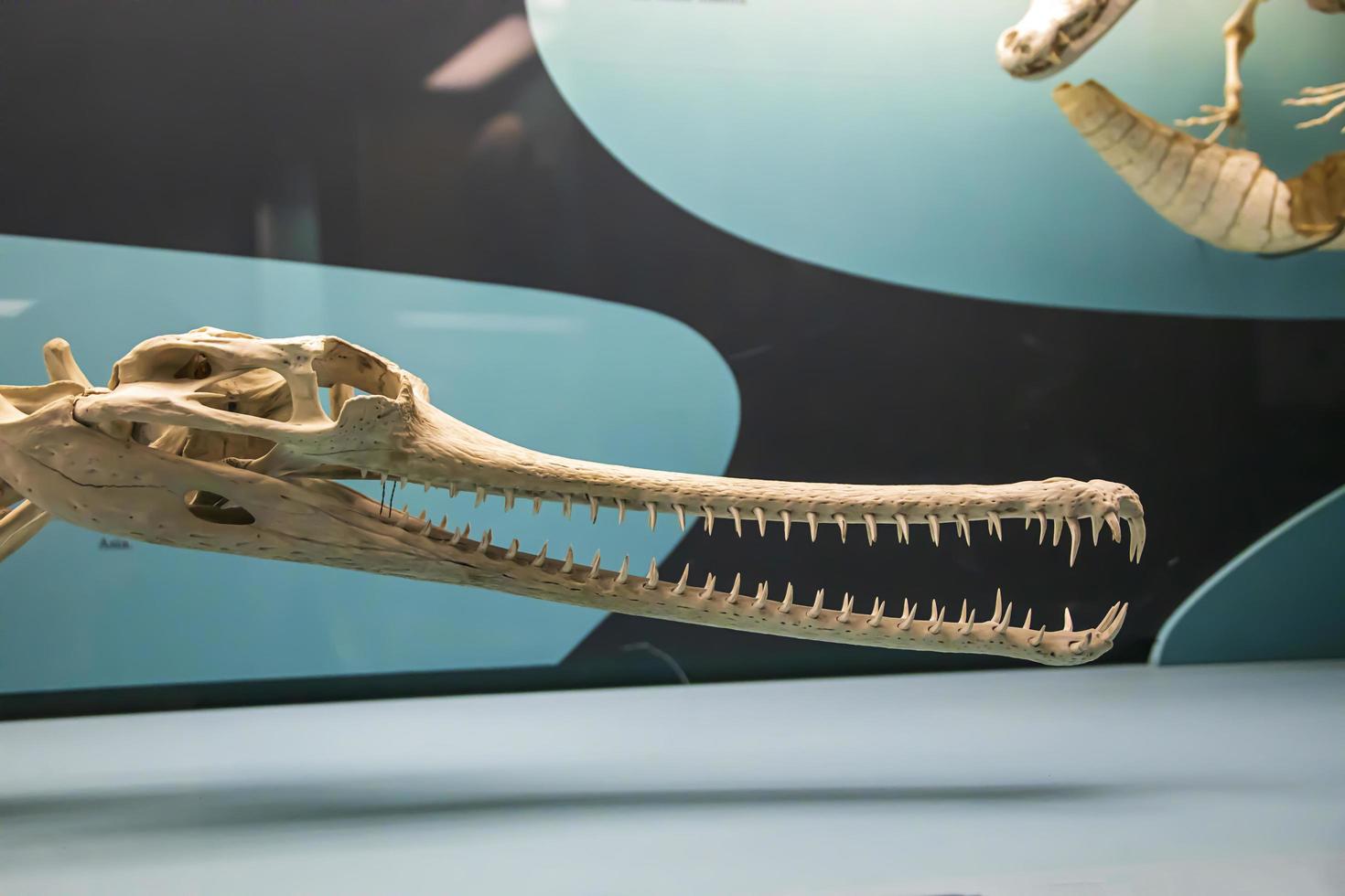 alligatorskelett framför en blå bakgrund på ett museum foto