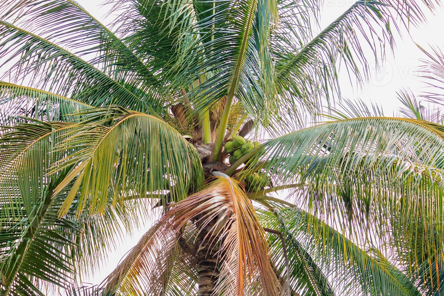 kokosnöt på kokosnötsträd foto