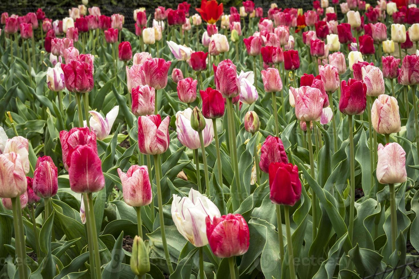 blandad visning av tulpaner som blommar i en trädgård foto