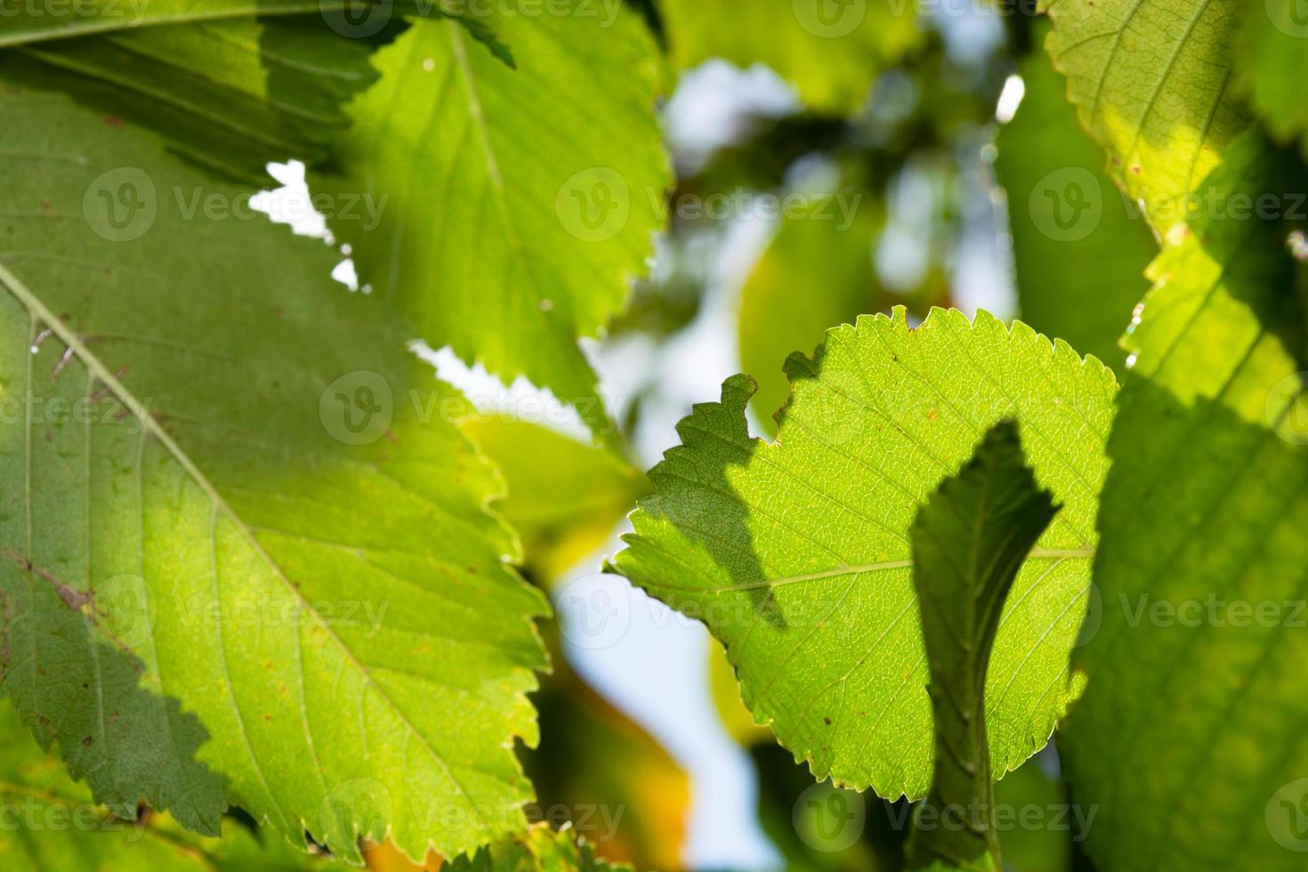 avenbok blad mot himlen. sommardag i skogen. foto