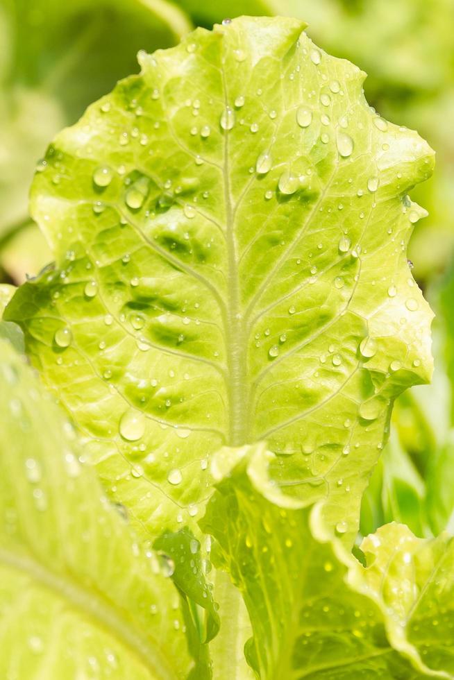 närbild av färsk grön sallad växt med vattendroppe. foto