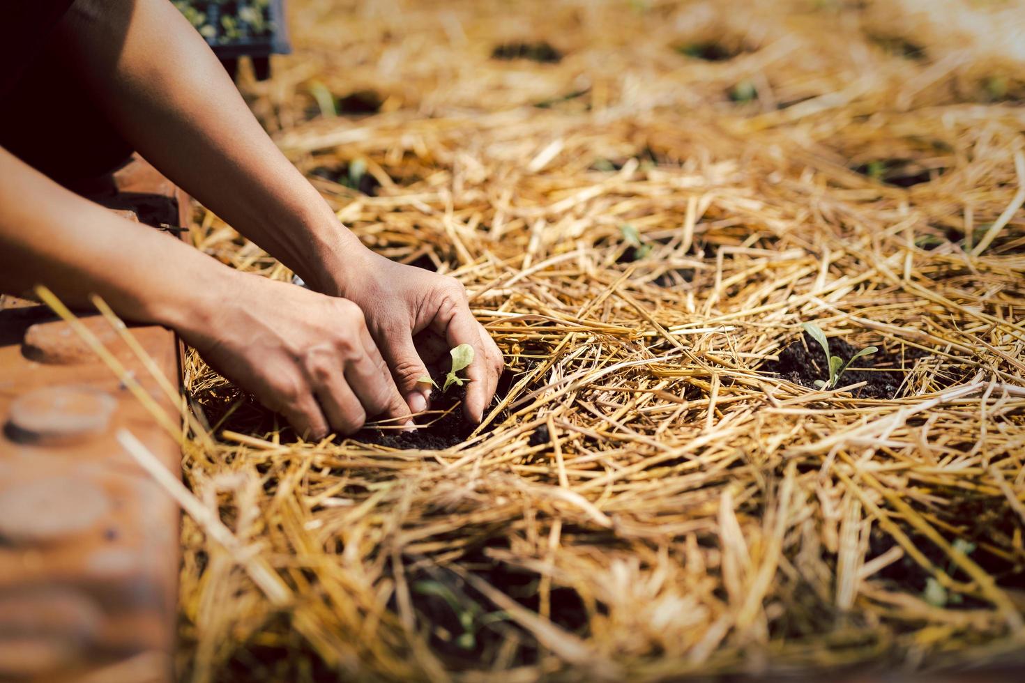 bonde planterar ung grodd i bördig jord och rishalm i plantskola. foto