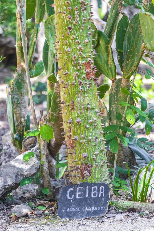 tropiska blommor växter naturlig djungel i puerto aventuras mexico. foto