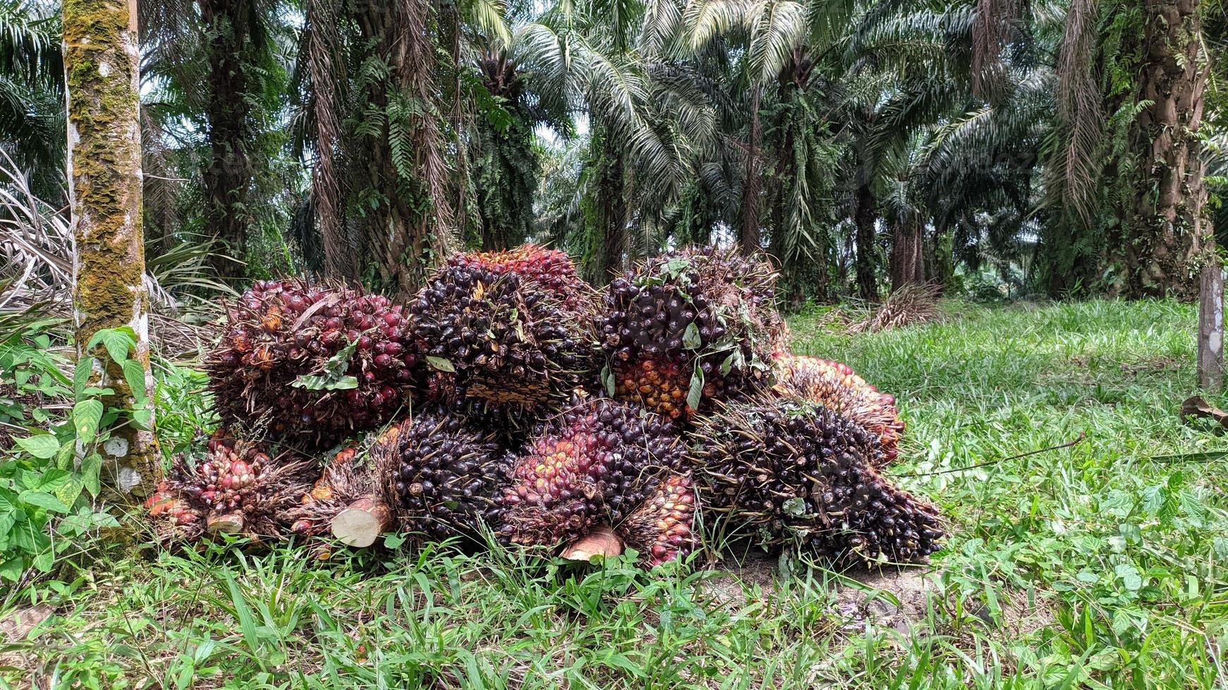 en grupp oljepalmfrukter på en naturbakgrund. färsk palmolja från palmträdgård, växt. foto