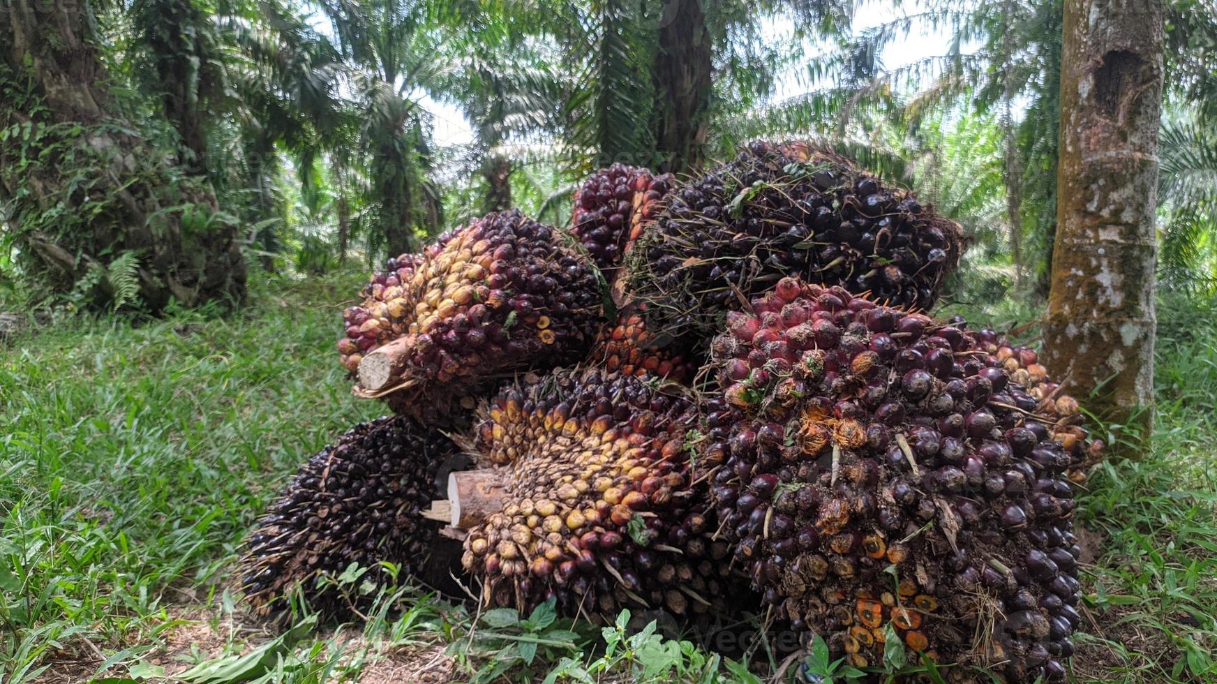 en grupp oljepalmfrukter på en naturbakgrund. färsk palmolja från palmträdgård, växt. foto