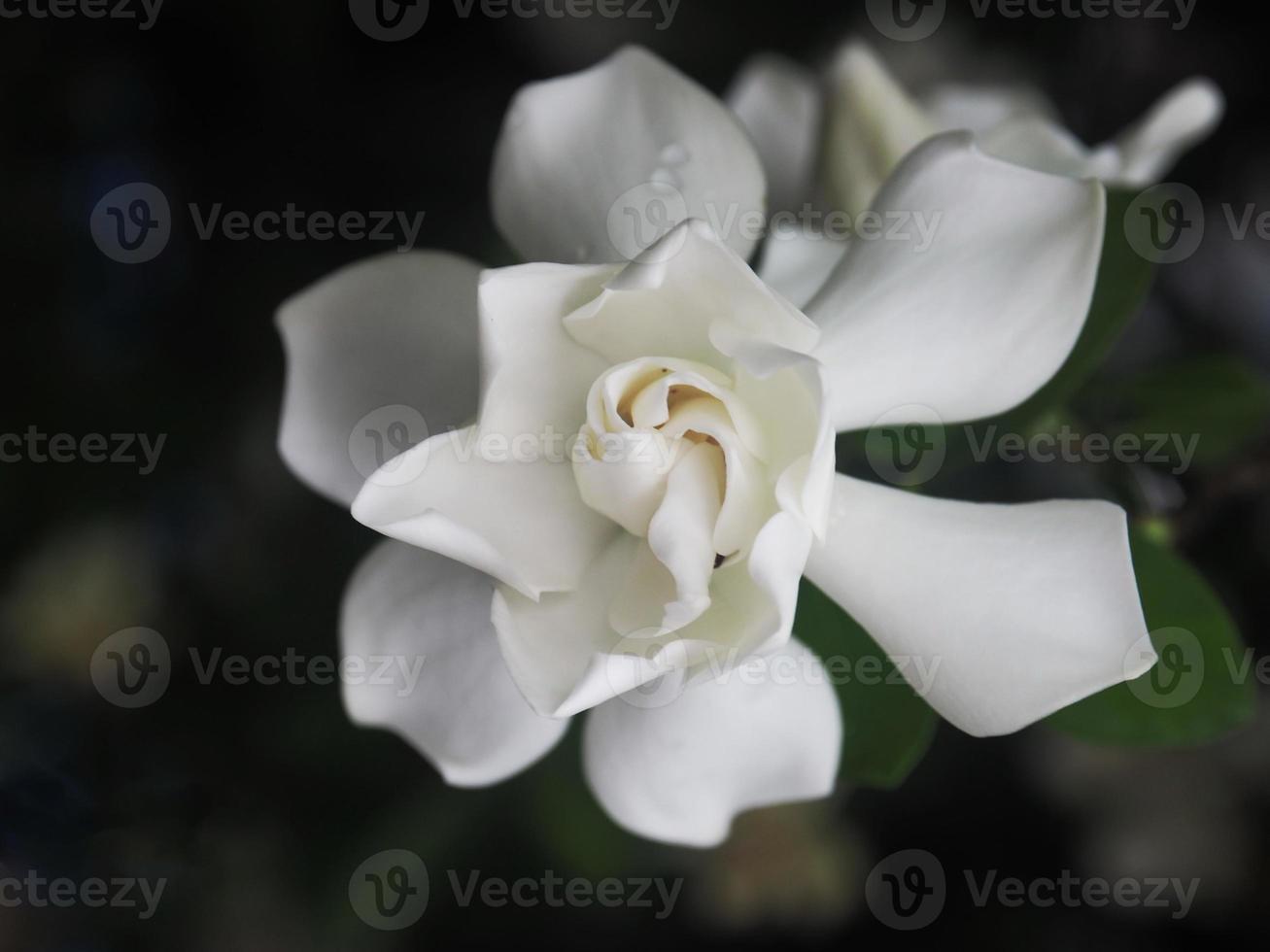 gardenia närbild och söt jusmine vit blomma foto