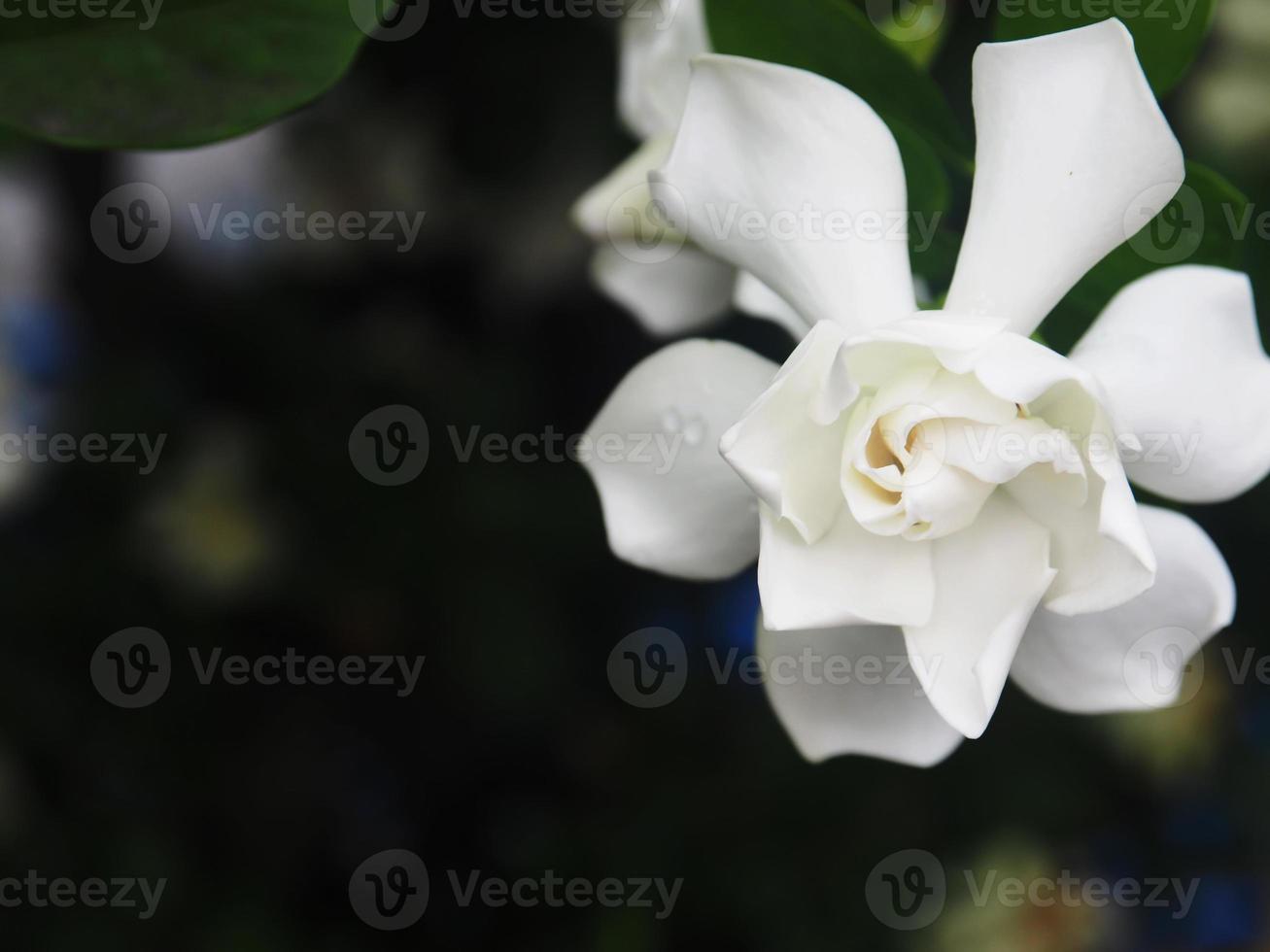 gardenia närbild och söt jusmine vit blomma foto