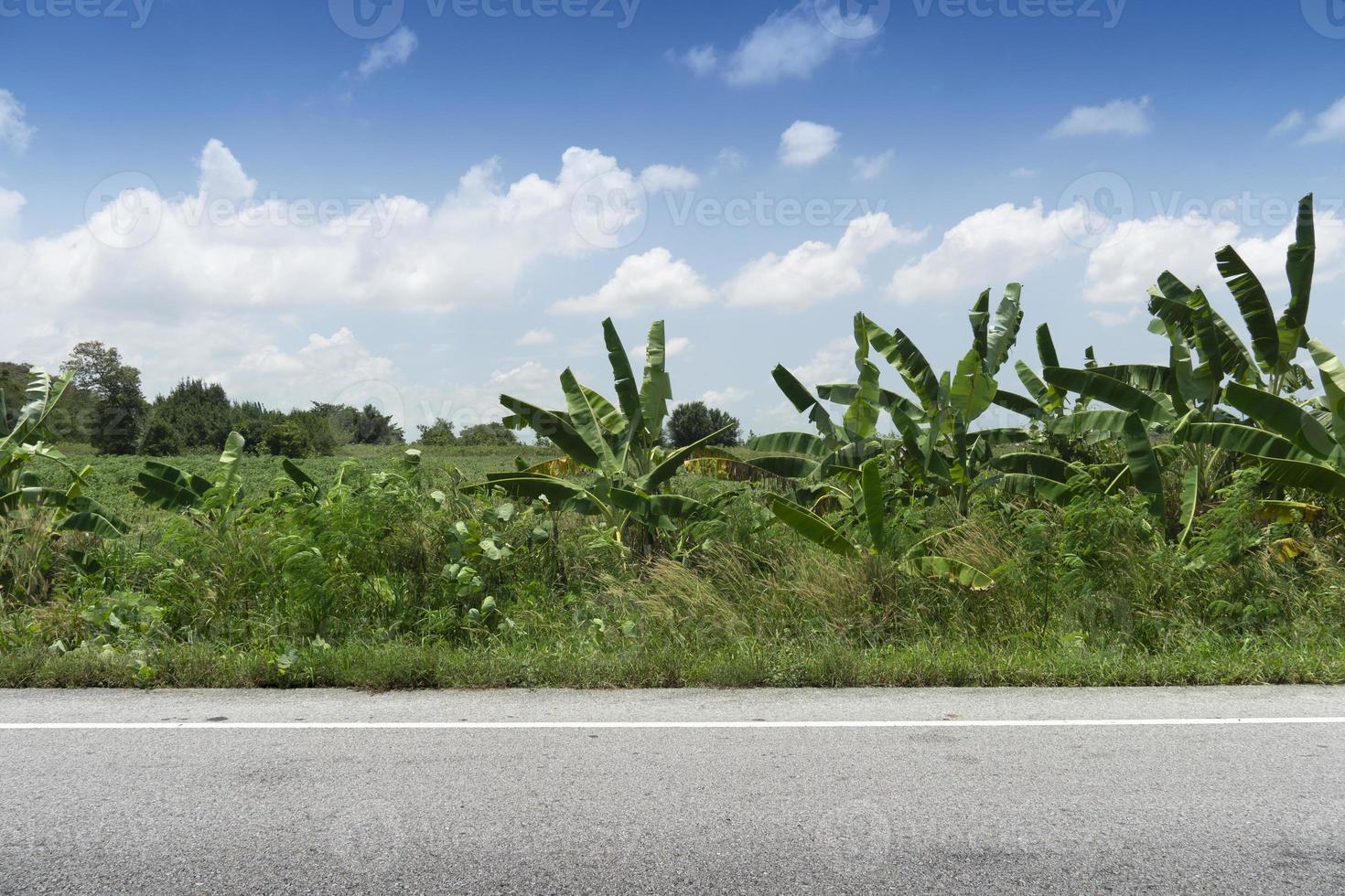 horisontell vy av asfaltvägen i thailand. främre marken av grönt gräs. vind som svepte in bananträden kraftigt. och bakgrund av plantage och träd. under den blå himlen. foto