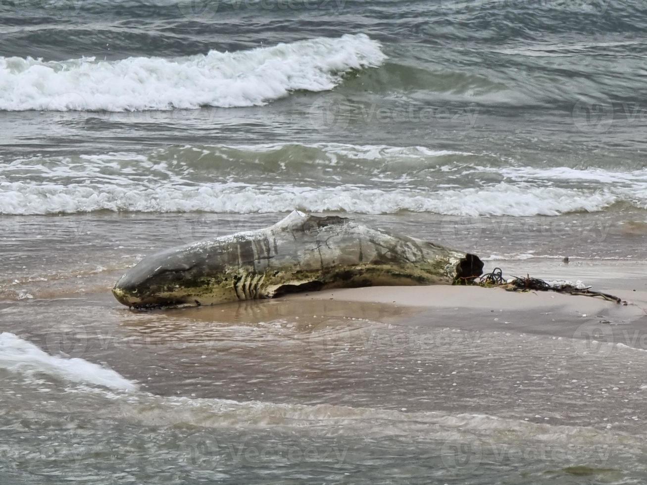 haj liggande på sandstranden död och finskuren förruttnelse. grå stenfisk skador på havet. foto