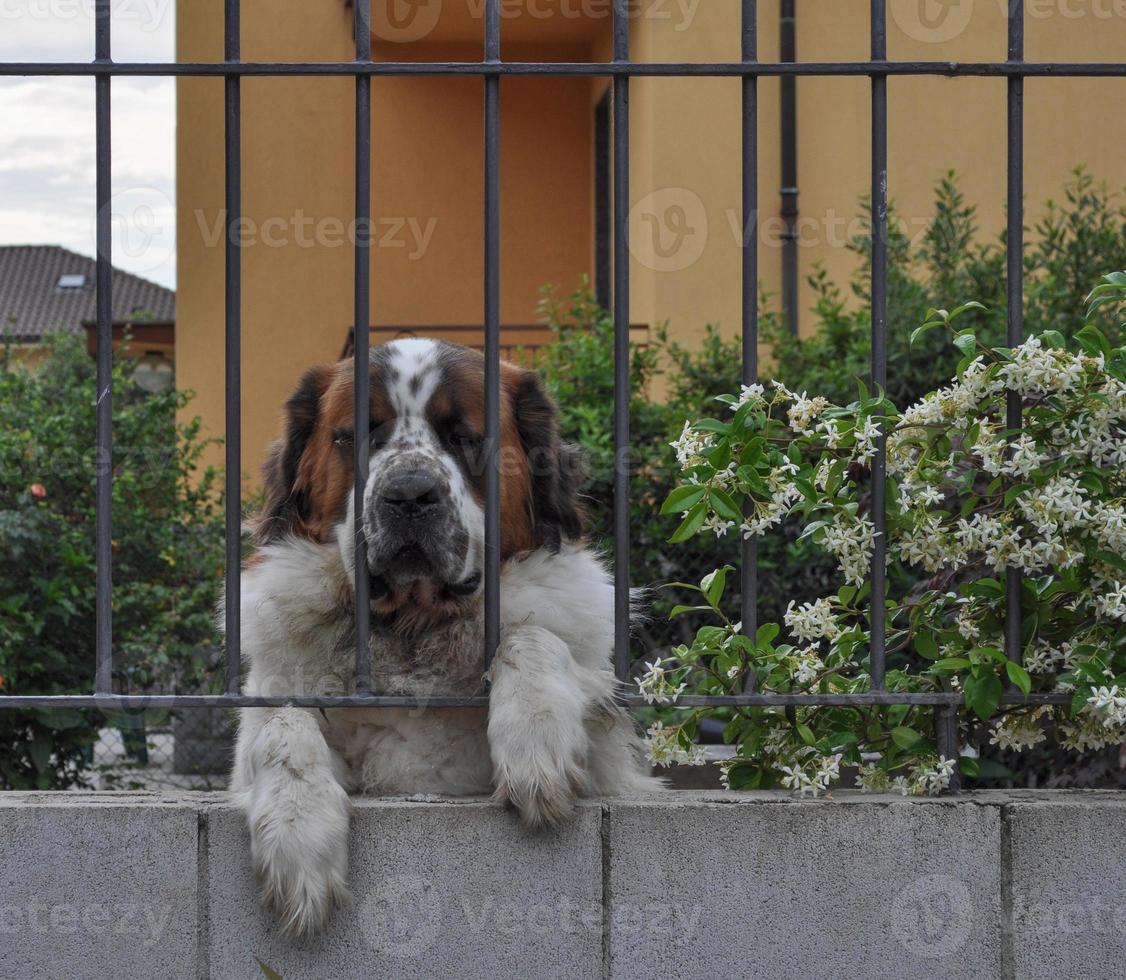 hund däggdjursdjur foto