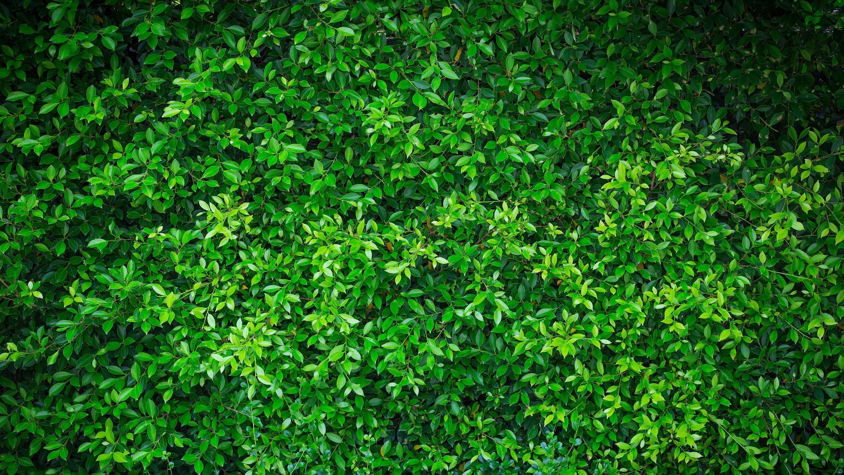 grön natur vägg texturerad bakgrund foto