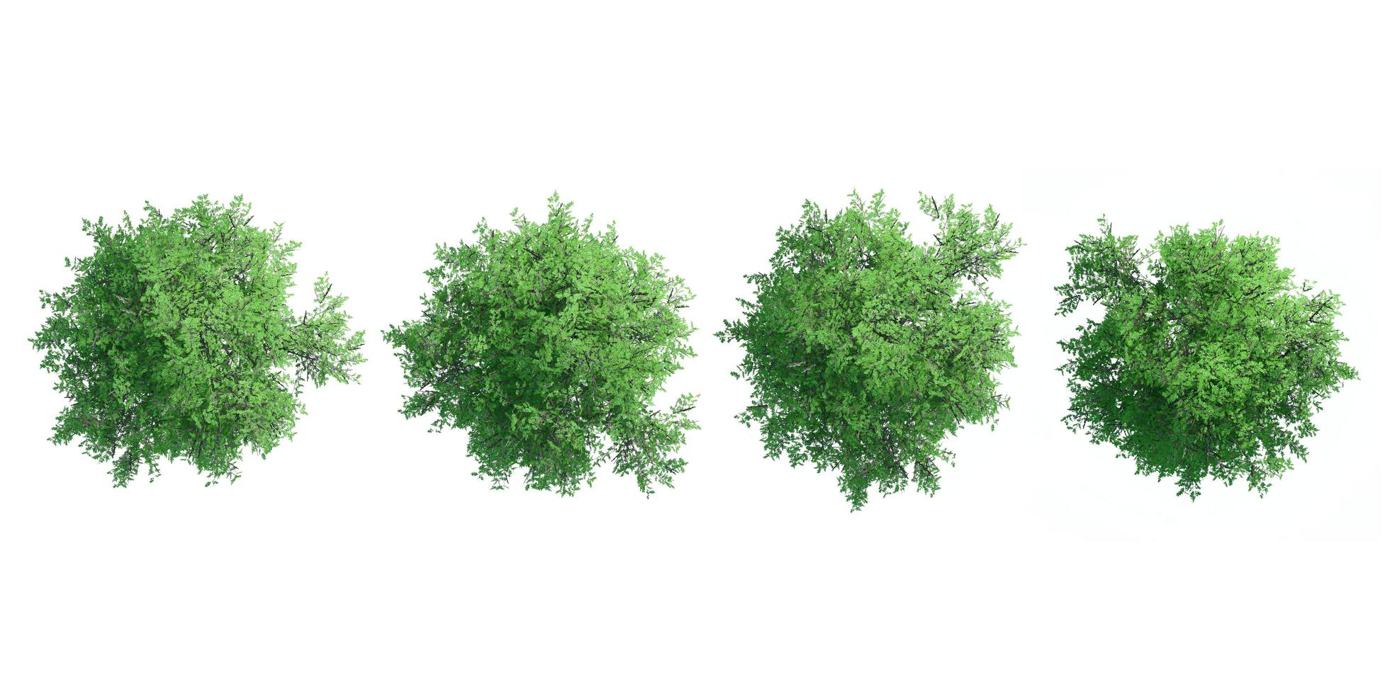 3D träd ovanifrån isolerad på vit bakgrund, för användning visualisering i arkitektonisk design foto