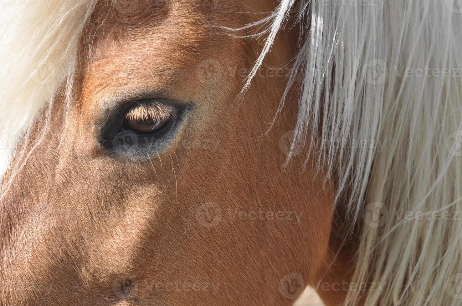 häst, caballus, underart av vilda equus ferus foto