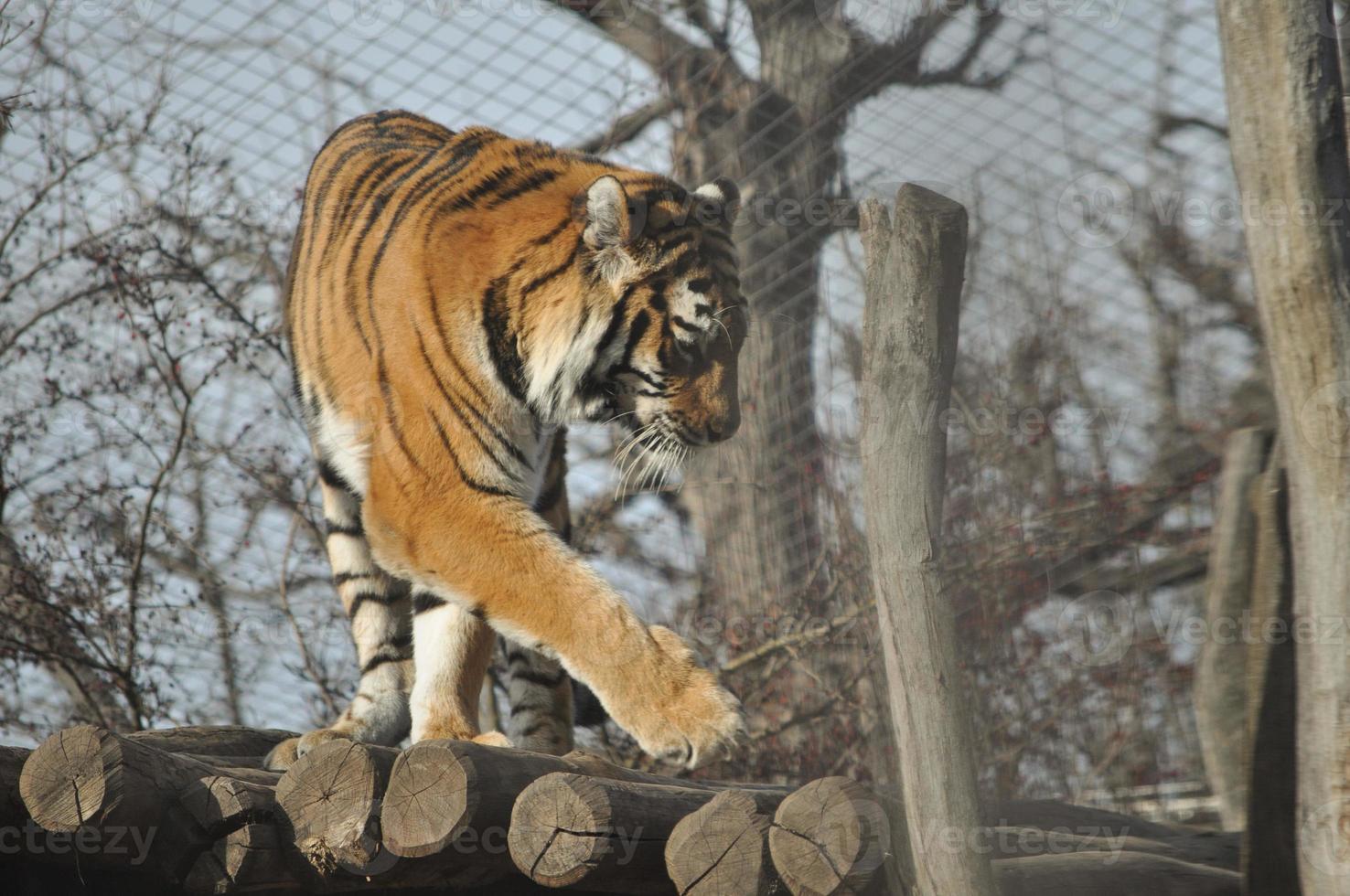 tigerdäggdjursdjur foto