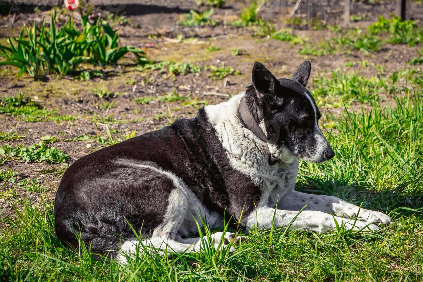 tamhund tittar på avstånd. husdjuret vilar i naturen och ligger på vårens gräs. foto