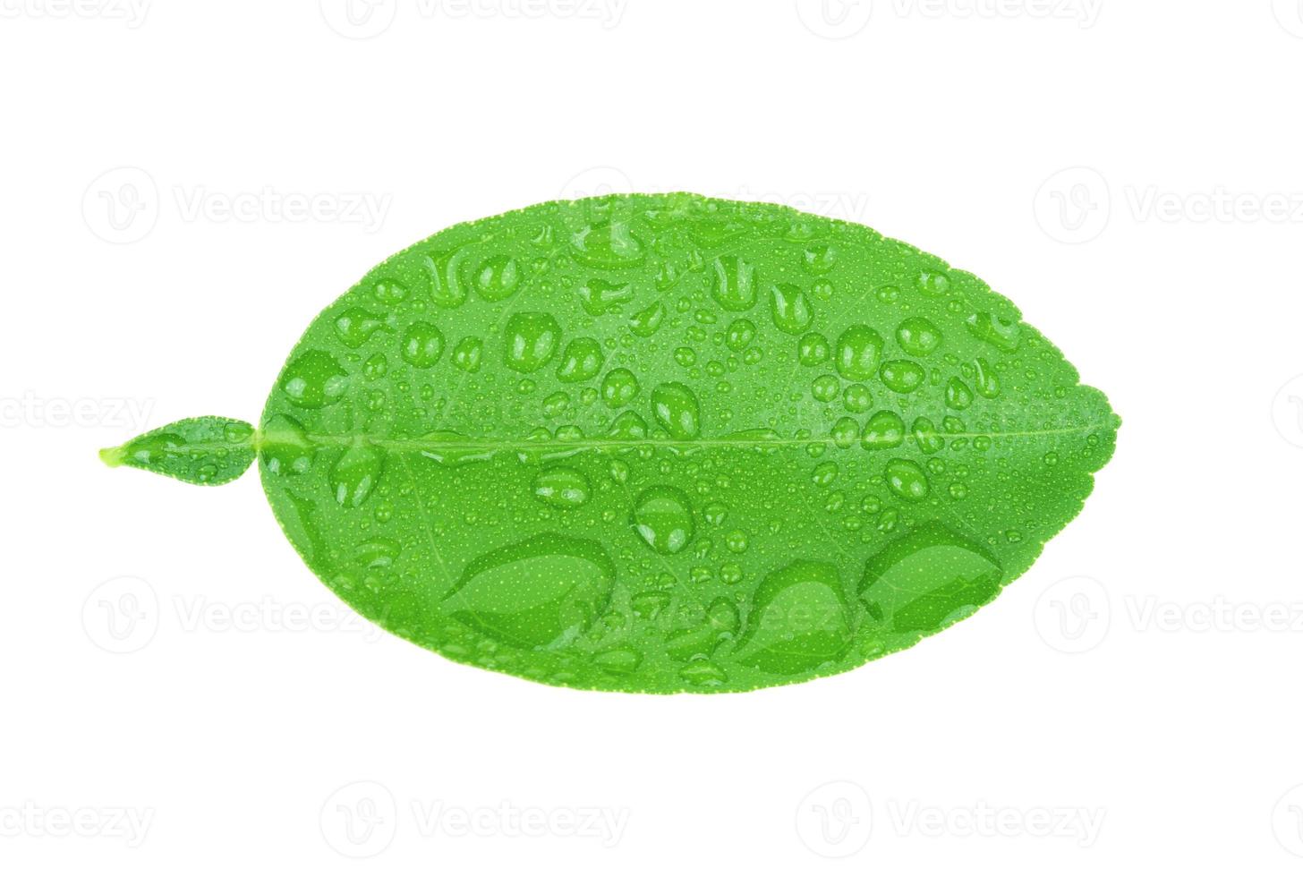 limeblad med droppar vatten isolerad på vit bakgrund foto