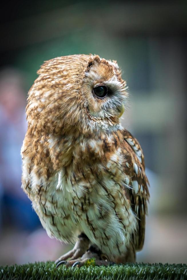 tawny owl närbild foto