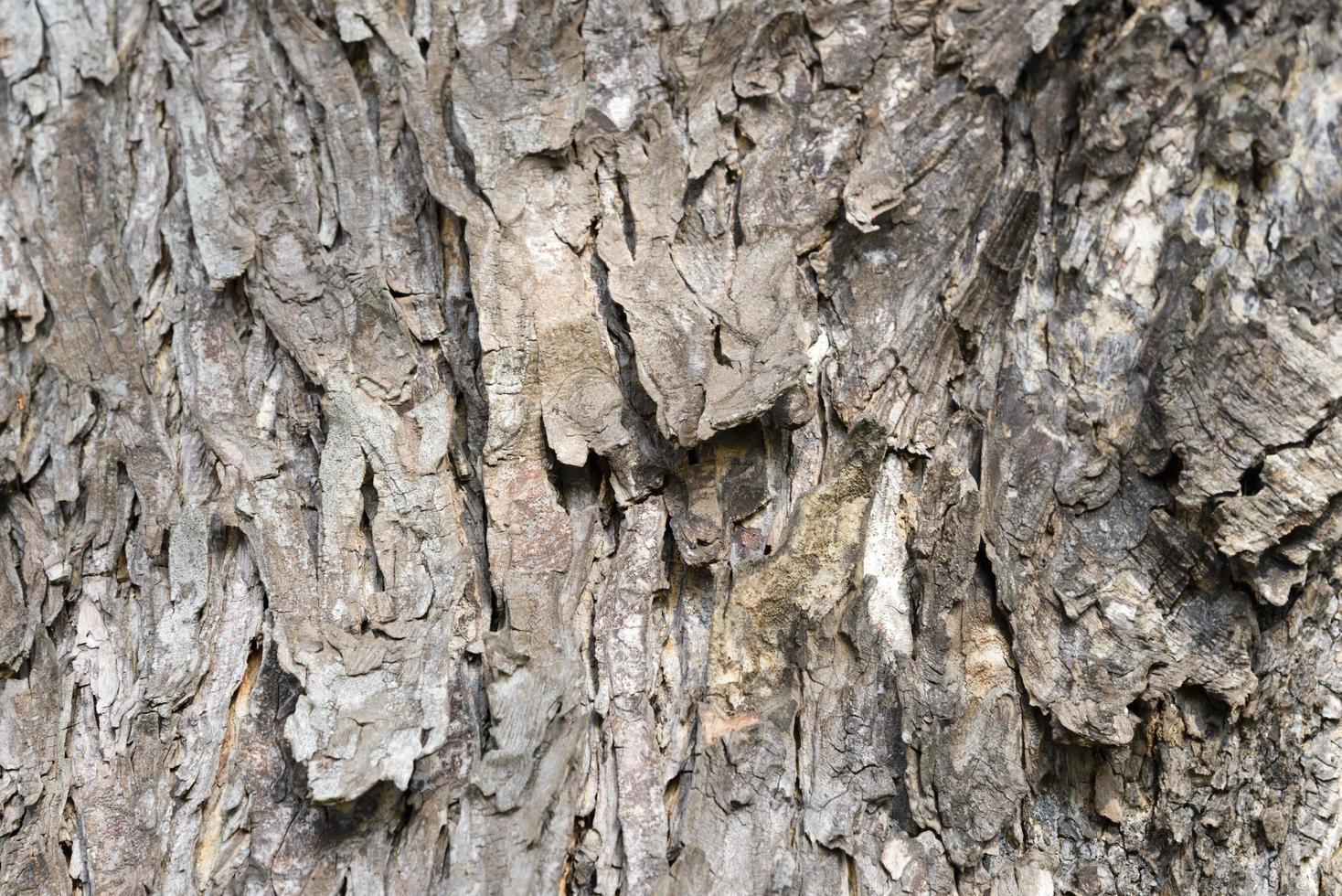textur av gammal trädbark. naturlig bakgrund foto