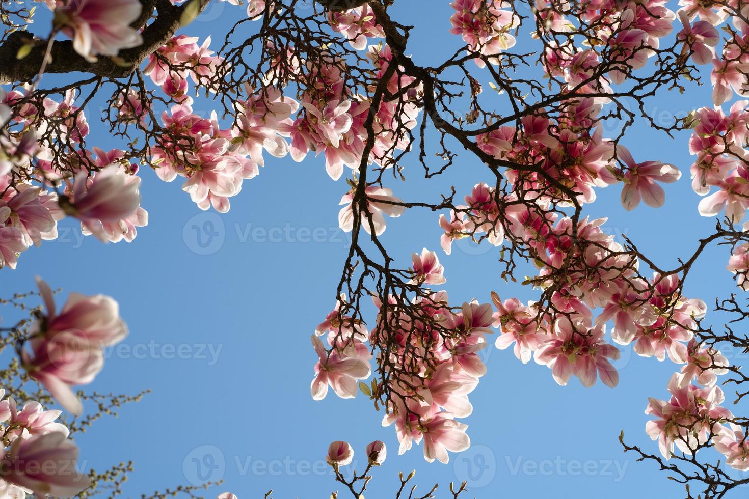 vackert blommande rosa magnoliaträd mot himlen foto