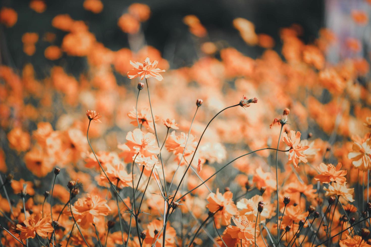 orange och gul kosmos blomma blommande kosmos blomma fält, vackra levande naturliga sommarträdgård utomhus parkbild. foto