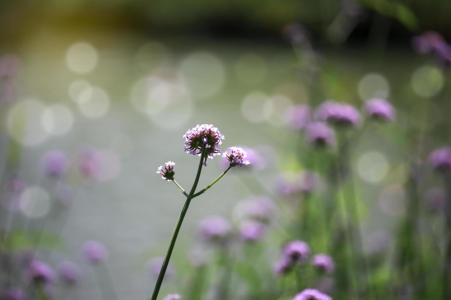 verbena blomma argentinsk vervain eller purpletop vervain vackra lila blommor som blommar på ängen foto