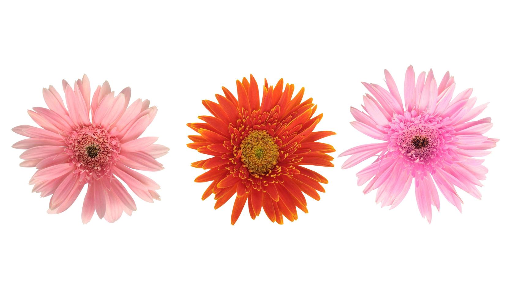 vacker blommande orange och rosa gerbera tusensköna blomma isolerad på vit bakgrund med urklippsbana foto