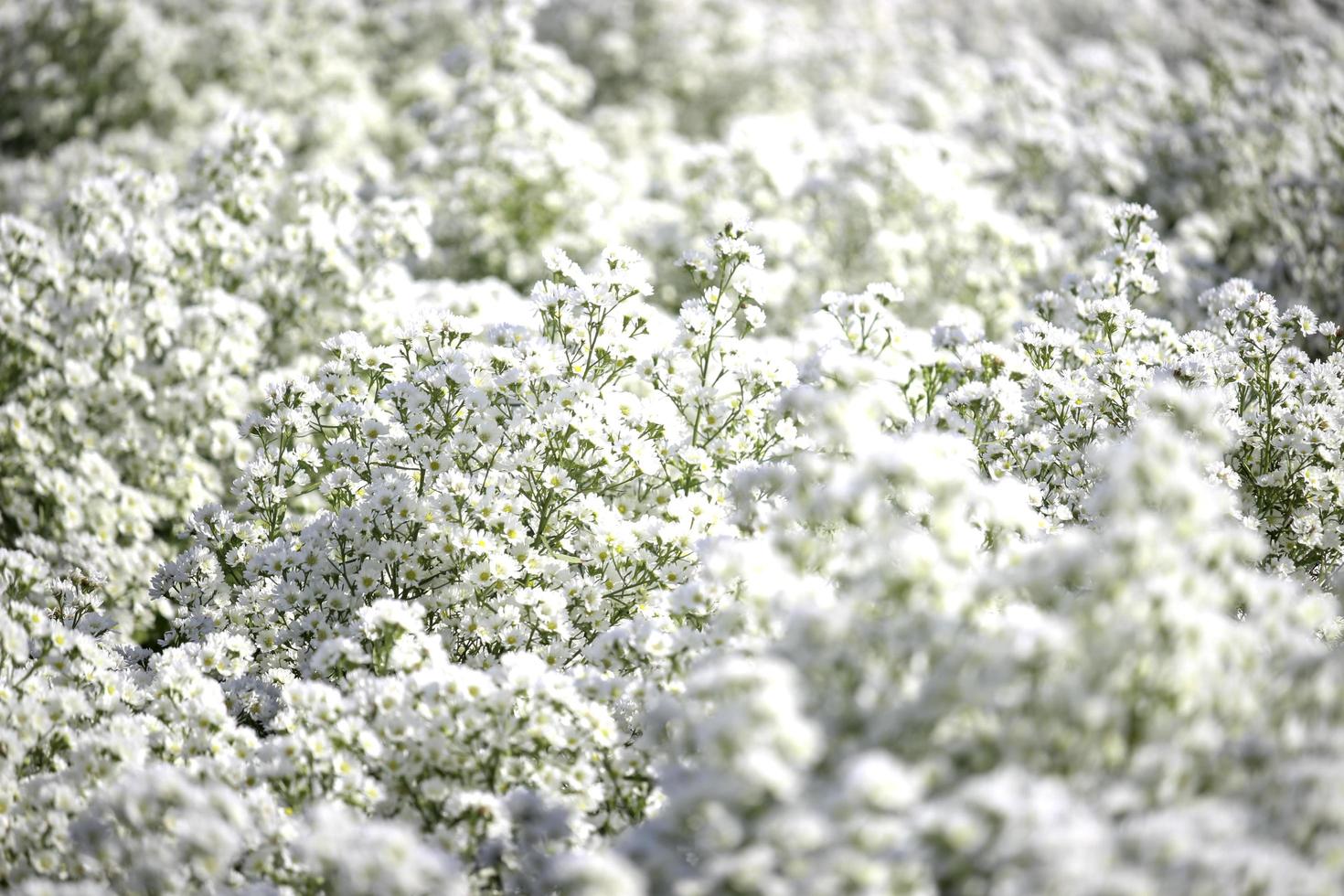 vacker vit skärblomma som blommar i trädgårdsformen, mae-kanten, chiang mai, thailand foto