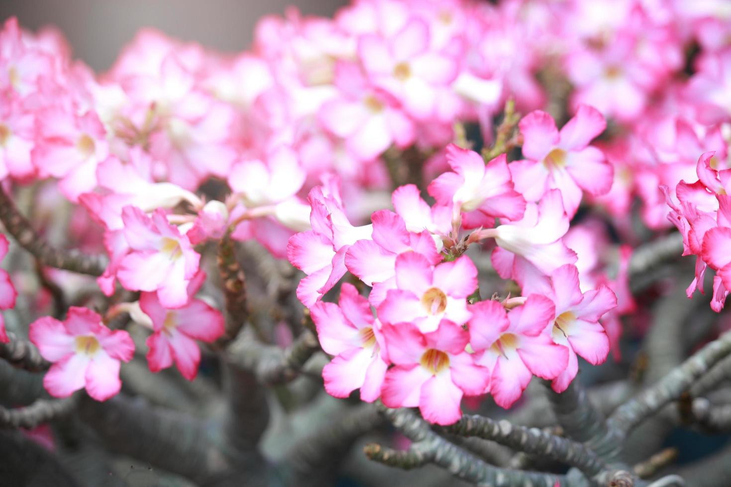 rosa vacker ökenros adenium blomma som blommar i sommarträdgården foto