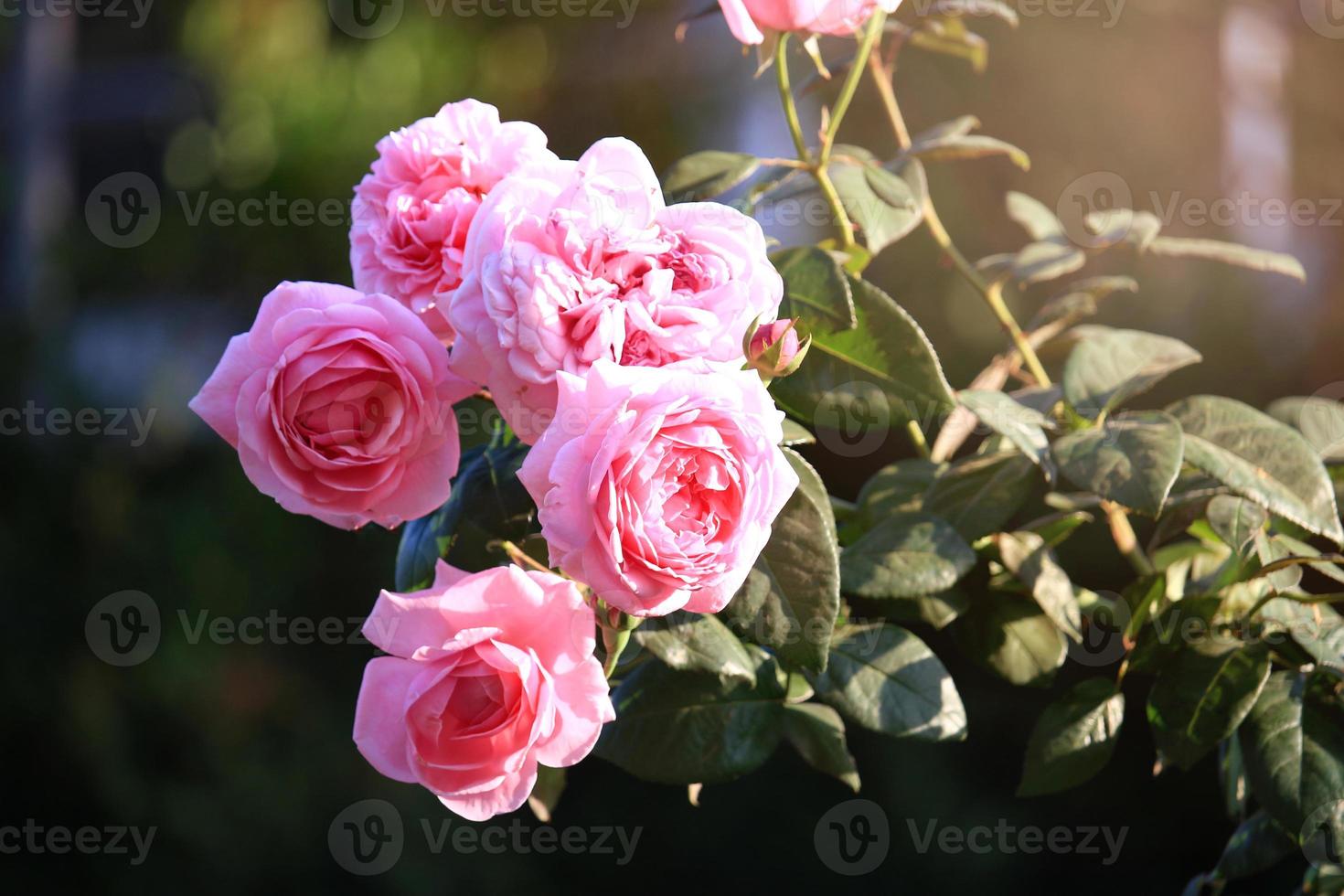 rosa engelska rosor som blommar i sommarträdgården, en av de mest doftande blommorna, bäst doftande, vackra och romantiska blommor foto