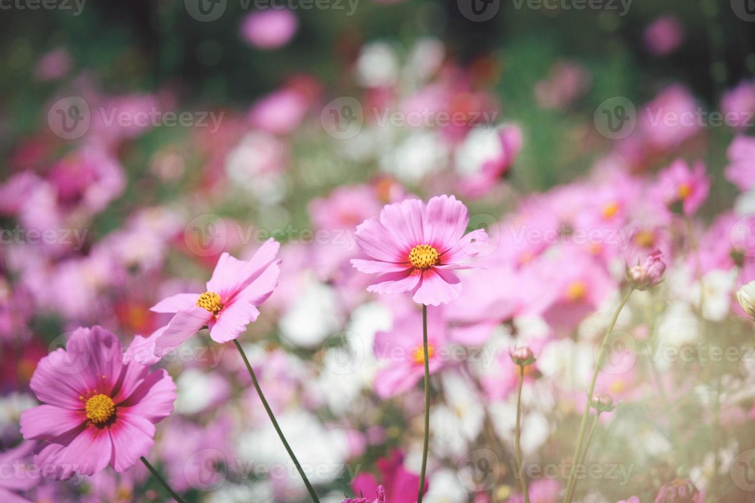rosa kosmos blomma blommande kosmos blomma fält, vackra levande naturliga sommarträdgård utomhus park bild. foto
