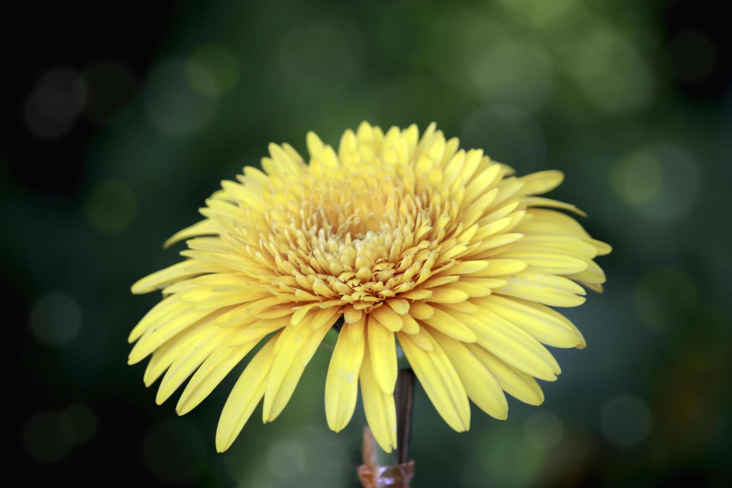 närbild av vacker gul gerbera blomma som blommar i trädgården foto