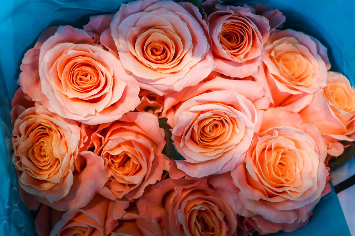 rosa vacker ros insvept i papper till försäljning på blomstermarknaden, presentpresent på alla hjärtans dag. foto