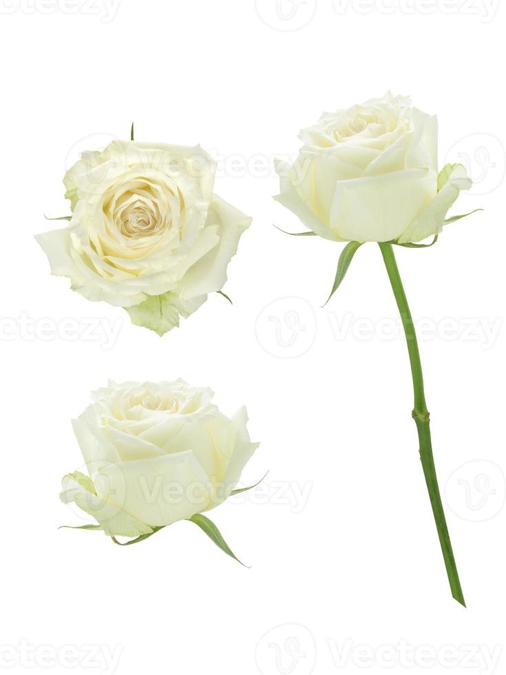 vacker söt närbild vit ros isolerad på vit bakgrund med urklippsbana, romantisk och doftande blomma foto