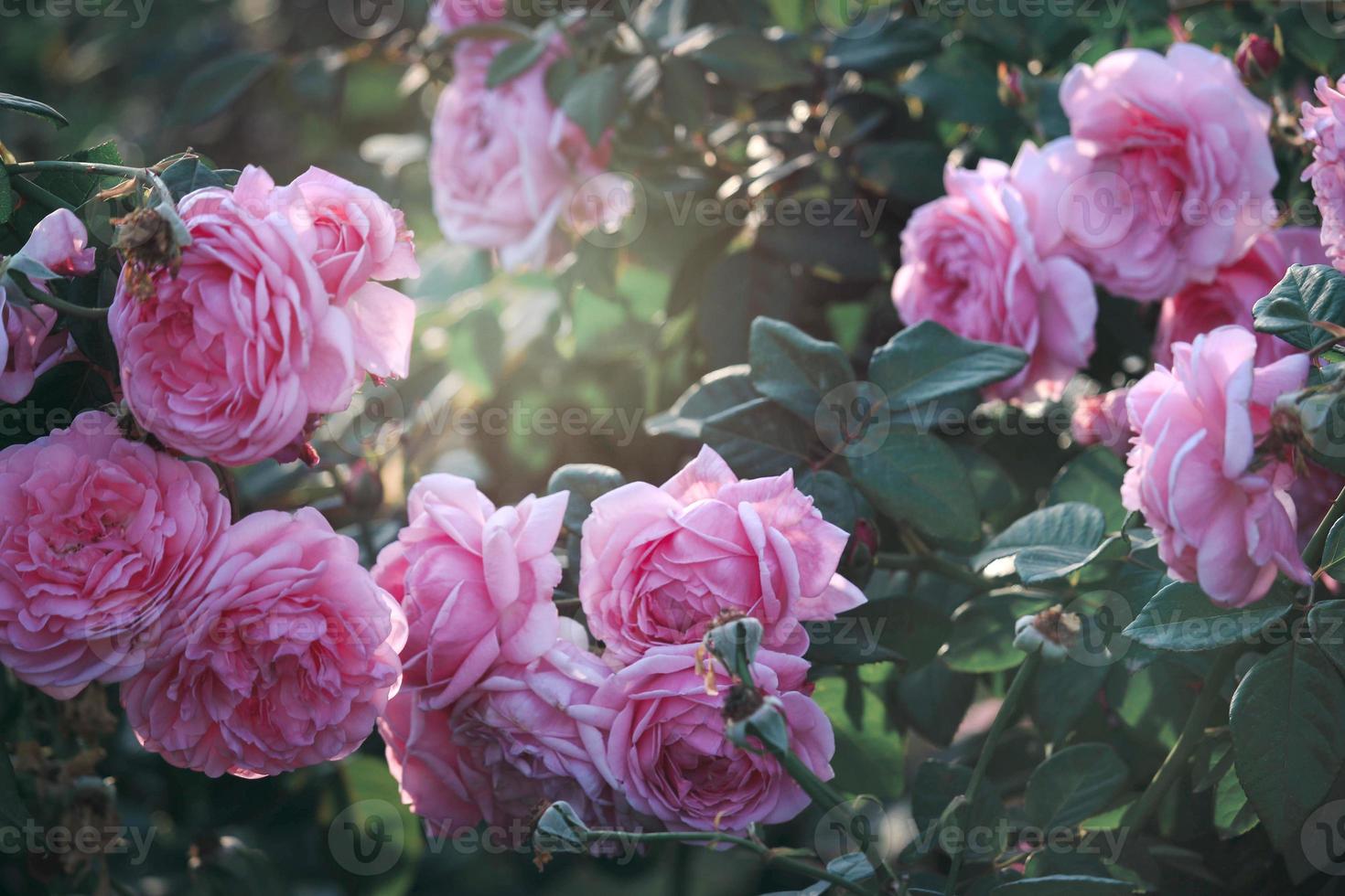 rosa engelska rosor som blommar i sommarträdgården, en av de mest doftande blommorna, bäst doftande, vackra och romantiska blommor foto