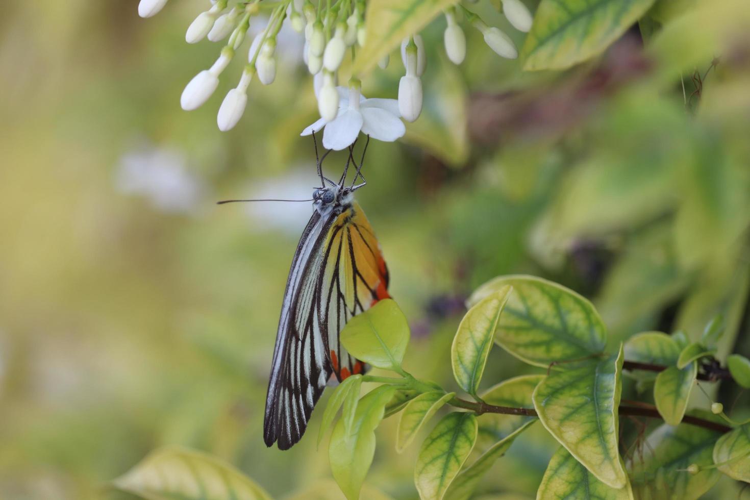 närbild vacker fjäril på vilda vatten plommon vit blomma i sommarträdgård, monark tiger fjäril vilda insekter i naturen foto