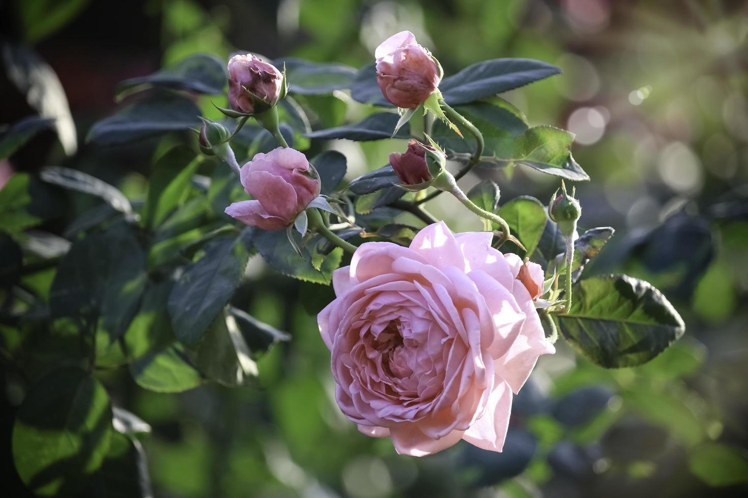 rosa engelska rosor som blommar i sommarträdgården, en av de mest doftande blommorna, bäst doftande, vacker och romantisk blomma foto