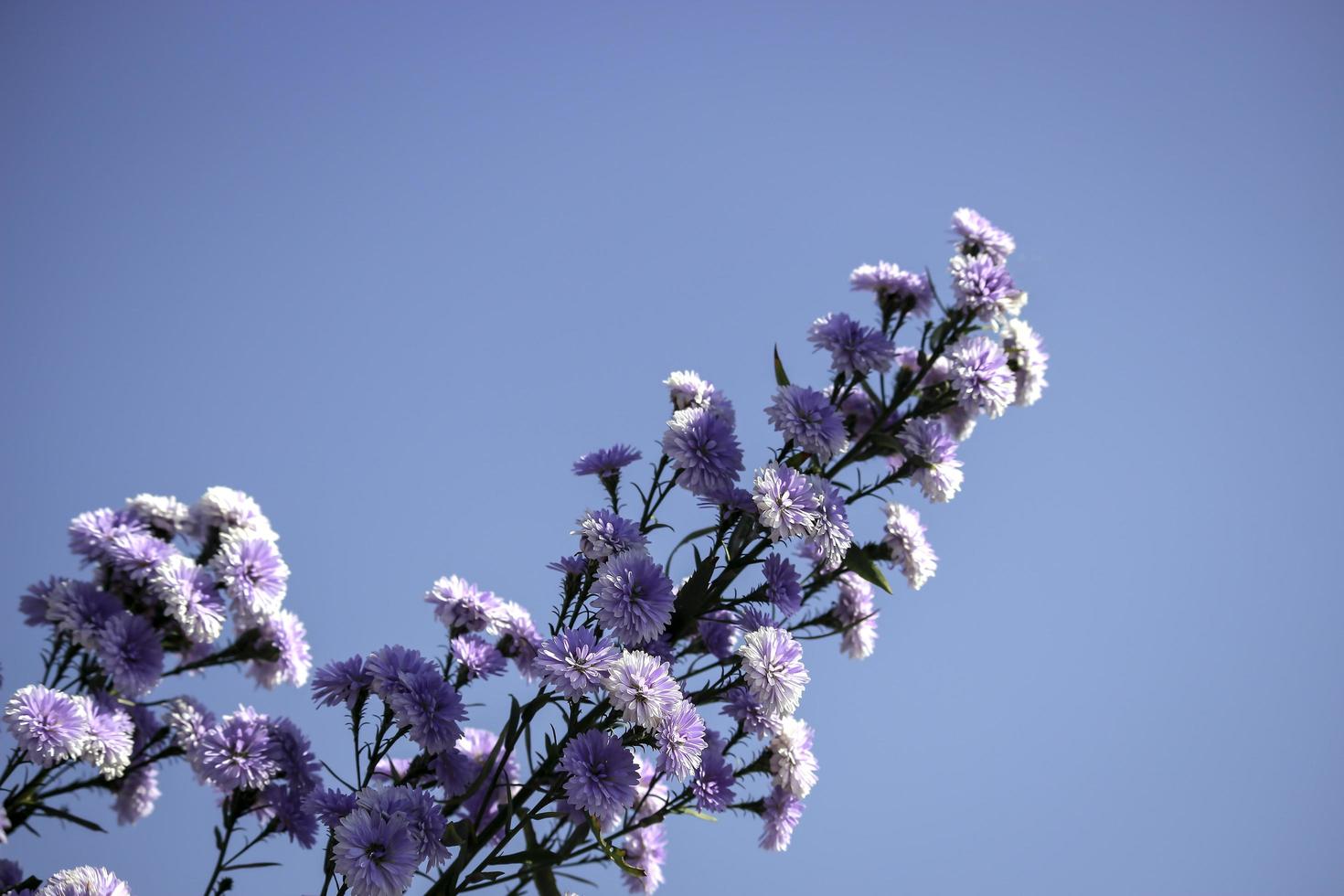 vacker lila margaretblomma som blommar i trädgårdsformen med blå himmel, mae rim, chiang mai, thailand foto