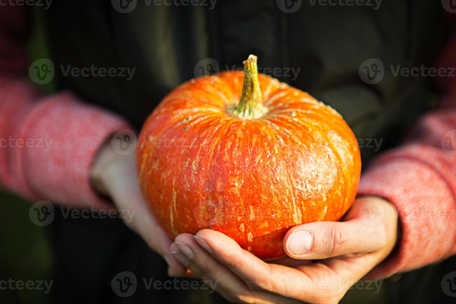 orange rund pumpa i kvinnors händer på en mörkgrön bakgrund. höstens skördefest, jordbruk, trädgårdsarbete, tacksägelse, halloween. varm atmosfär, naturliga produkter. utrymme för text foto