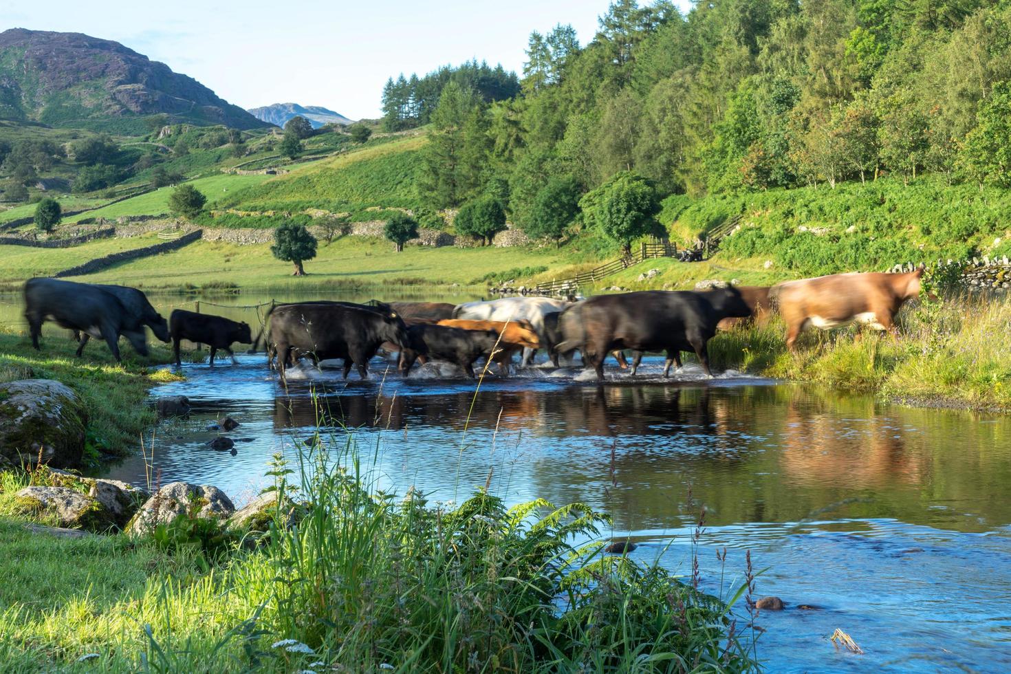 boskap som korsar vadstället vid Watendlath Tarn foto