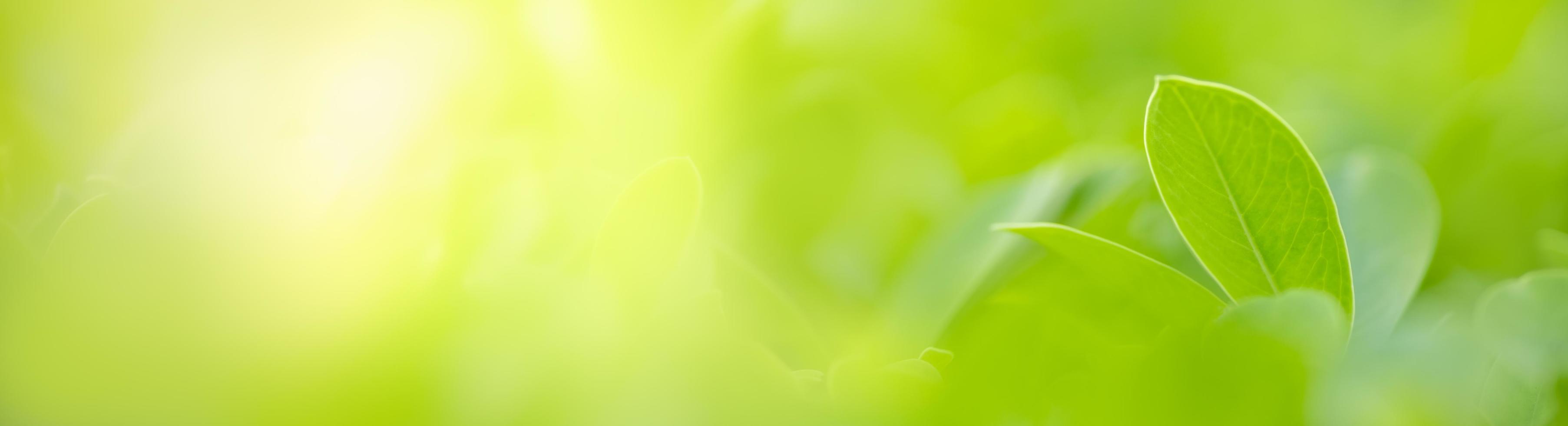 närbild av naturvy gröna blad på suddig grön bakgrund under solljus med bokeh och kopiera utrymme med som bakgrund naturliga växter landskap, ekologi täcka koncept. foto