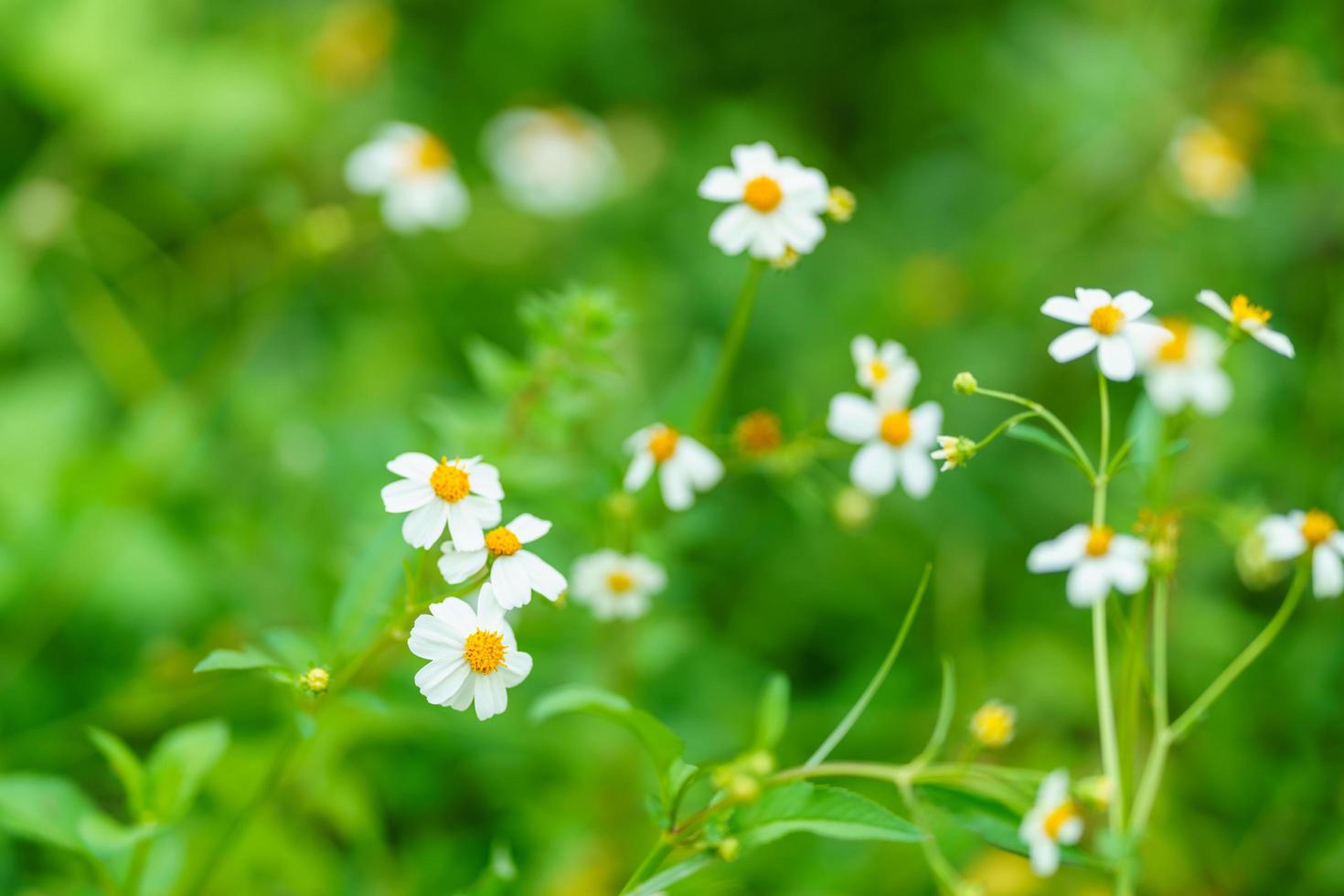 närbild av vacker mini vit blomma med gul pollen under solljus med kopia utrymme som bakgrund med gröna naturliga växter landskap, ekologi tapeter sida koncept. foto